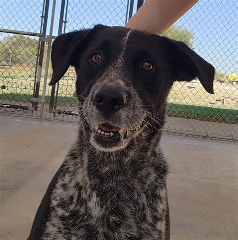 city of crowley|city of crowley animal shelter.